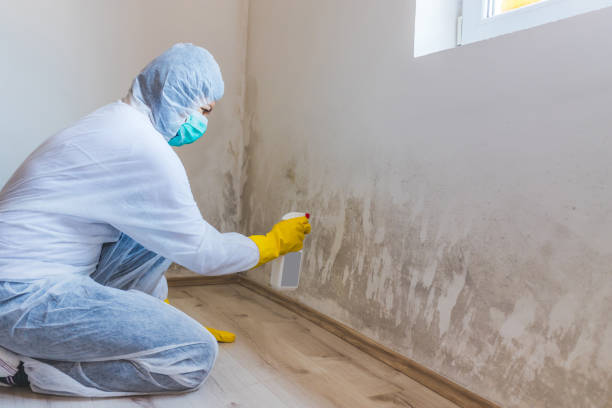 Licensed Black Mold Removal service in New Prague, MN - WQB Mold Removal