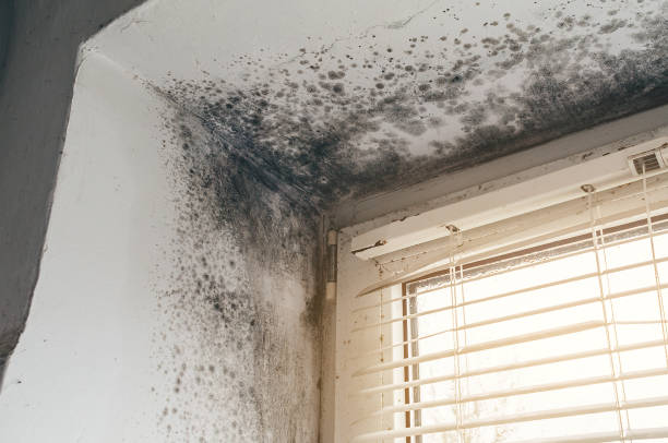 Affordable Black Mold Removal solutions in New Prague, MN